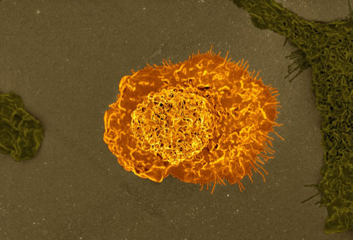 macrophage 2 700