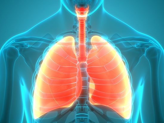 3D Illustration Concept of Human Respiratory System Lungs Anatomy