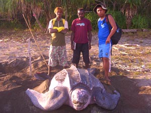 Leatherbacks_Beach_Tapilatu_s