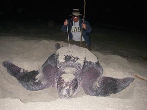 Leatherbacks_Tapilatu_UAB_s