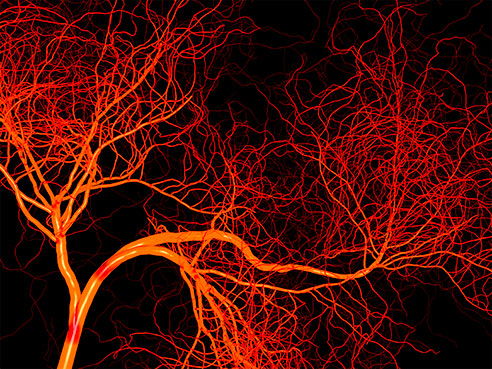 blood vessels