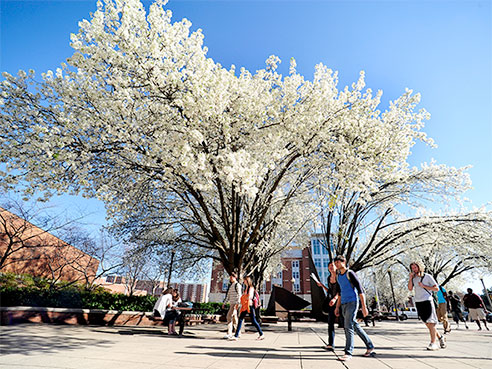 campus trees