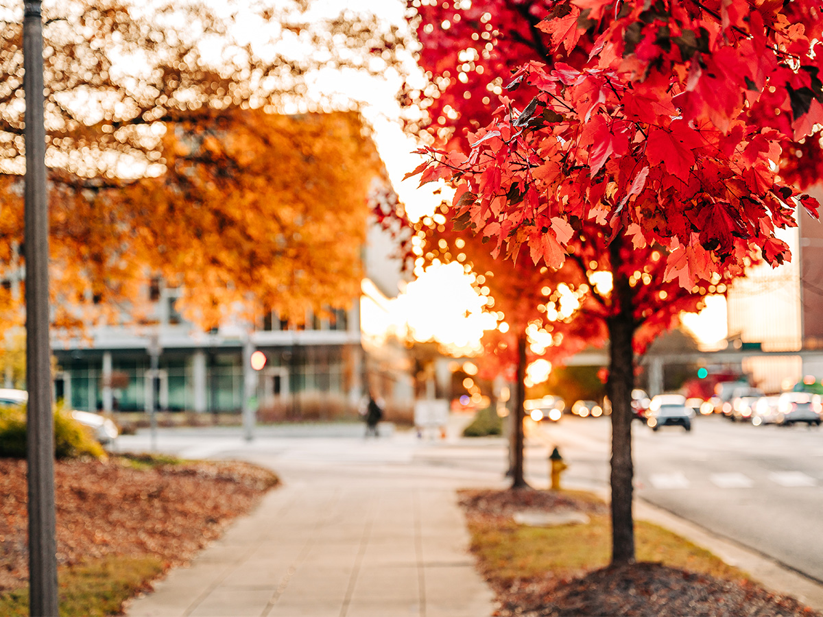 Trees in red-orange and gold fall color on sidewalk 