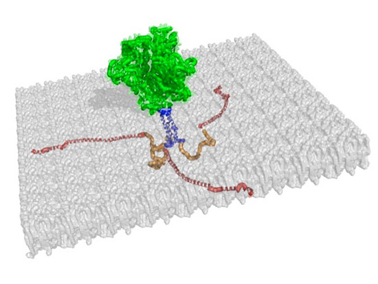 hiv 1 spike