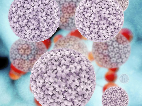 hpv virus