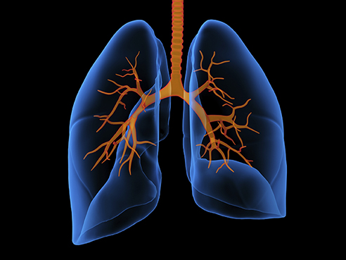 lung