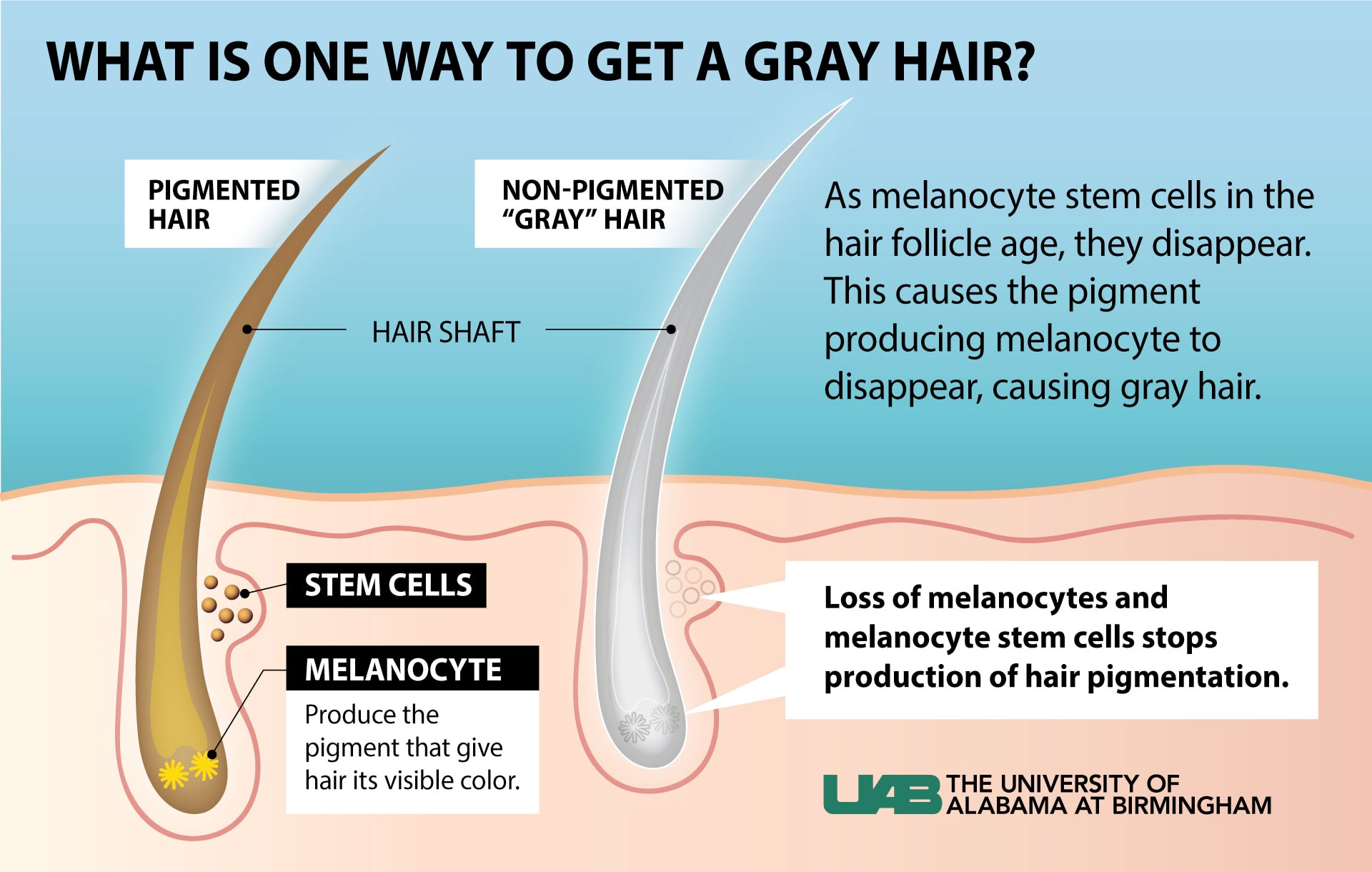 gray hair graphic