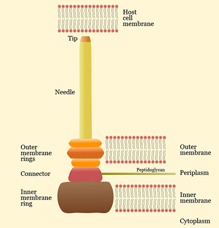 needle complex