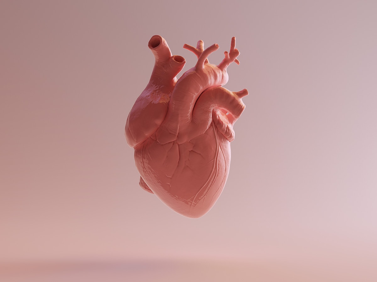 Pink Porcelain Anatomical Heart 3d illustration 3d render