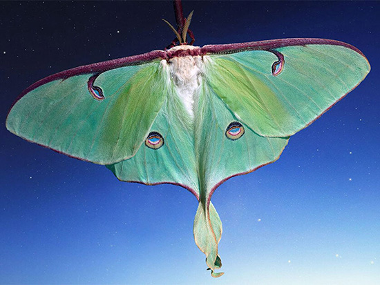 Close-up image of a green luna moth against a blue night sky filled with stars.