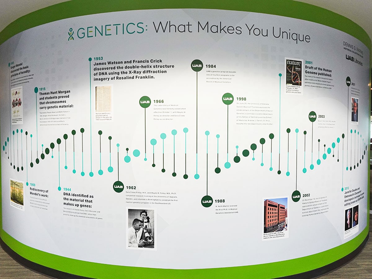 A timeline of genetics research is illustrated with photos on a white wall as part of the exhibit “Genetics: What Makes You Unique,” inside Lister Hill Library.