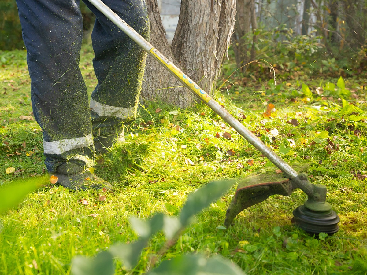Weed trimmer cuts lawn.