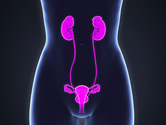 urinary system