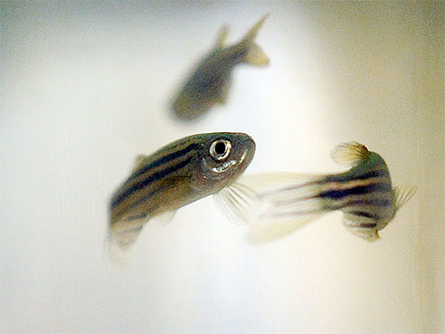 zebrafish