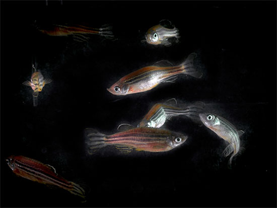 zebrafish 2017