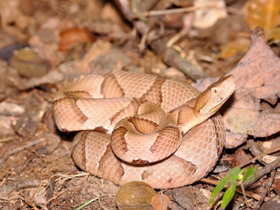 Goodness snakes alive! As the weather warms, people and snakes are destined to meet