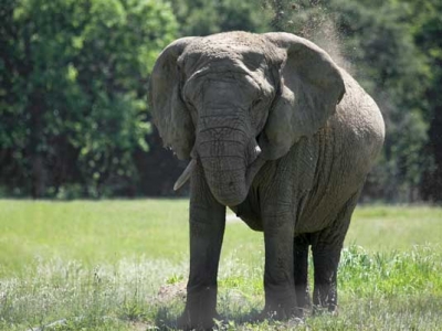 Does this trunk make me look fat? Overweight zoo elephants no laughing matter