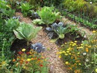 UAB offers garden plots on campus to faculty, staff and students