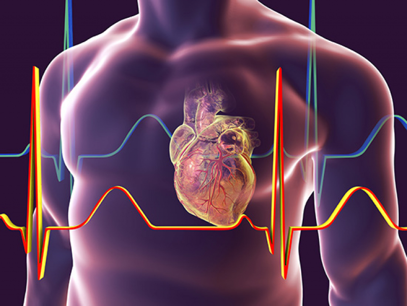 Researchers to study circadian clocks’ potential role in heart failure