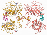 Cancer: Sialylation of the epidermal growth factor receptor modulates cell mechanics and enhances invasion