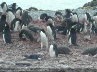 UAB unveils live penguin cam to aid climate change education and research