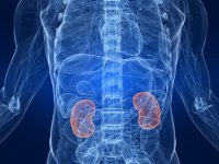 Ferritin plays central role in kidney damage by controlling iron