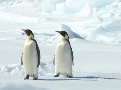 UAB team sets sail for Antarctica to conduct predatory crab research