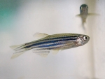 The zebrafish’s growing impact on medical research