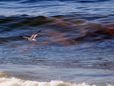 Gulf fish studied for safety following Deepwater Horizon oil spill