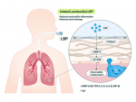 COPD and BPD: Inhalation of live Lactobacilli lessens lung inflammation and improves lung function