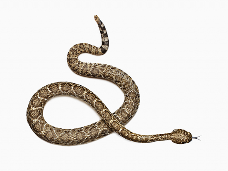 UAB’s new snakebite program, one of the nation’s first, offers cutting-edge care