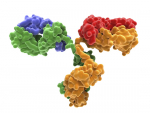 Preclinical demonstration of a potent, universal coronavirus monoclonal antibody therapy for all COVID-19 variants