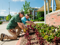 Grow your mental and physical health: Experts discuss best tips for indoor and outdoor gardening