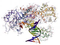 UAB research sheds new light on RNA polymerase