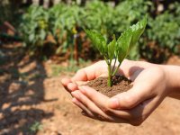 Grow your own food: UAB may offer garden plots on campus