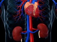 Black adults with higher urinary albumin excretion have increased risk of coronary heart disease