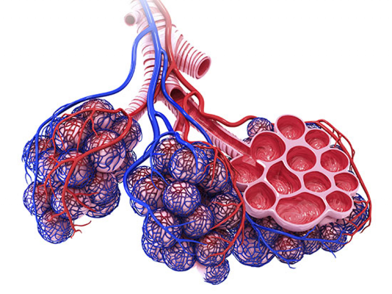 Research points to possible target to treat idiopathic pulmonary fibrosis, or IPF