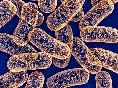 Big change from small player — mitochondrial background modulates whole body metabolism and gene expression