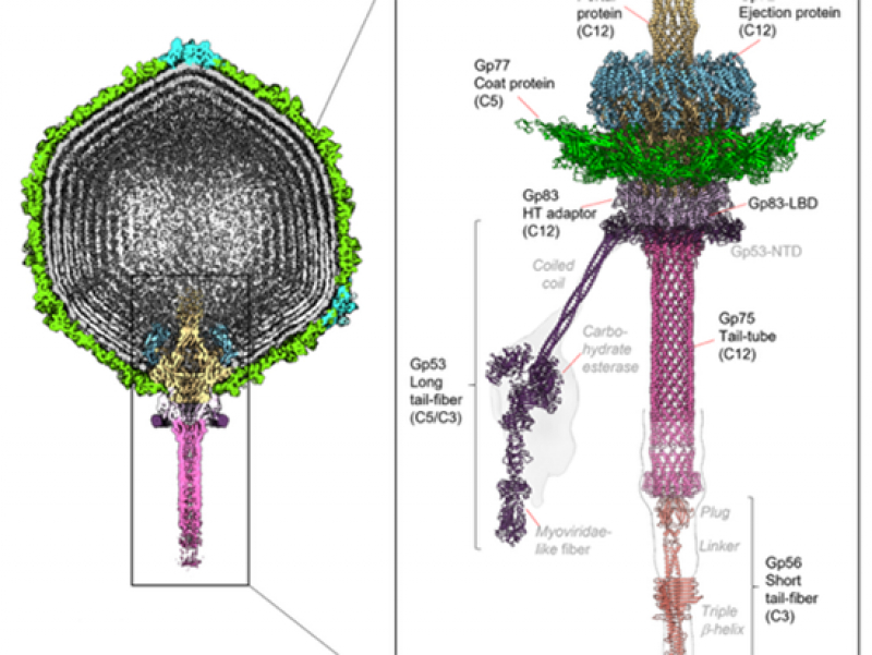 Structural biology analysis of a Pseudomonas bacterial virus reveals a genome ejection motor