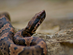 Snakebite season: Here is how to respond if you are bitten by a venomous snake