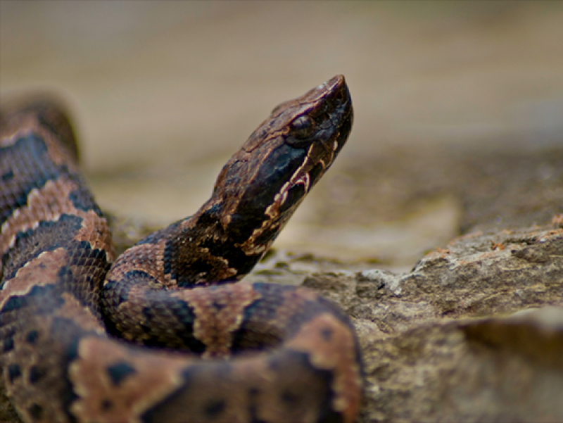 Snakebite season: Here is how to respond if you are bitten by a venomous snake