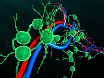 Immune response mechanism described for fate determination of T cells