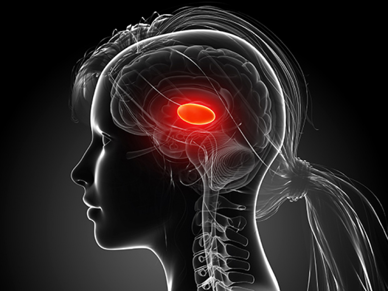 Two distinct circuits drive inhibition in the sensory thalamus of the brain