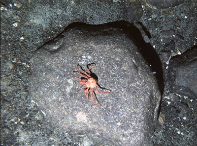 King crabs threaten Antarctic ecosystem due to warming ocean