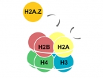 Novel mechanism involved in memory discovered by UAB researchers