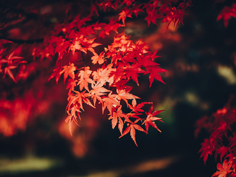 Legacy Japanese maple thrives in new home at Alumni House