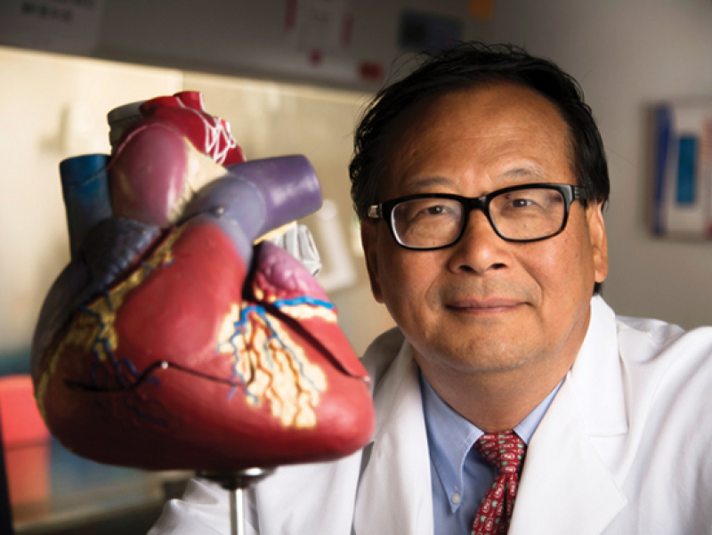 Cell-based therapy improves outcomes in a pig model of heart attacks