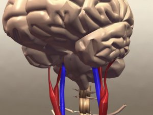 Stroke mortality is down, but the reason remains a mystery