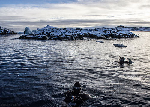 UAB Antarctica divers in the ocean.