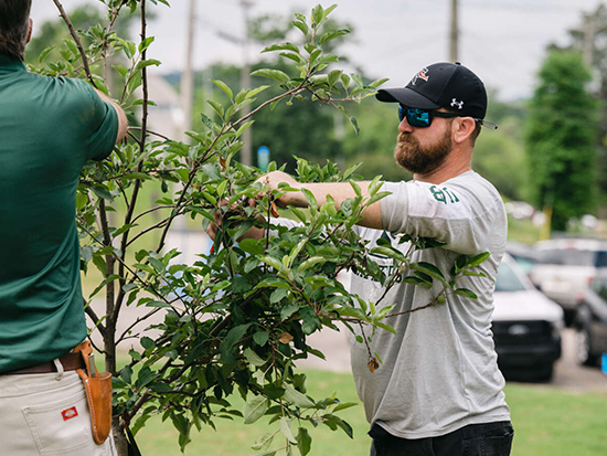 erep landscaping trees 550px